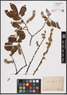 Foto von Salix caprea L.